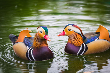 mandarin duck swimming in a pond