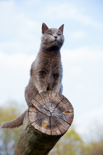 Gray Cat On A Log