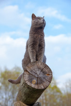 Gray Cat On A Log