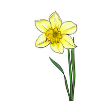 Single Yellow Daffodil, Narcissus Spring Flower With Stem And Leaves, Sketch Vector Illustration Isolated On White Background. Realistic Hand Drawing Of Daffodil Spring Flower In Vertical Position