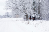 Fototapeta Miasto - Horseback riding through the snow field near forest in the countryside in winter day. Tree branches and spruces are snow covered and look very beautiful. 