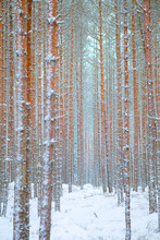 Snow-covered Winter Landscape With Pine Trees Trunks