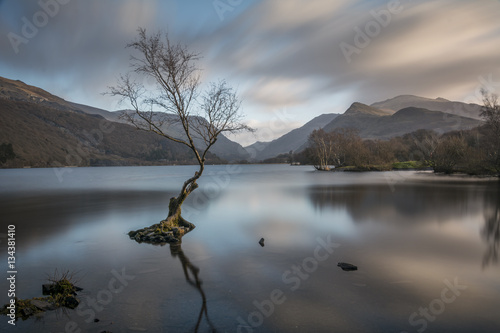 The Lone Tree, Lyn Padarn Canvas