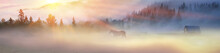 A Horse Grazes In The Fog