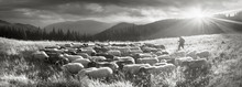 Black And White Photo Of Sheep