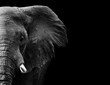 Leinwandbild Motiv Elephant in black and white with a dark background