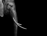 Fototapeta Sawanna - Elephant in black and white with a dark background