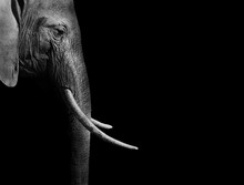 Elephant In Black And White With A Dark Background