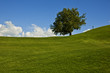 © Erickson Stock - Green grass and a single tree on a golf course