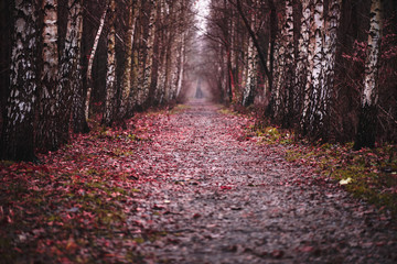 Dark red path. Somewhere in mystic wood