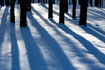 Canvas Print - shadows on snow