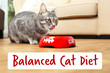 Healthy and balanced cat meal concept. Cat eating at home