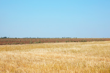 Canvas Print - Field in summertime