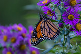 Fototapeta Sawanna - Monarch Butterfly