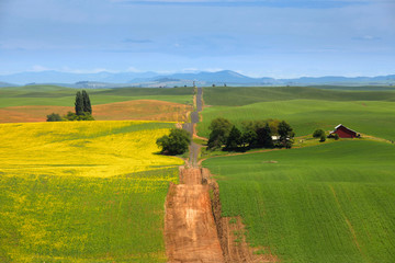 Wall Mural - Gravel road through beautiful Palouse landscape 