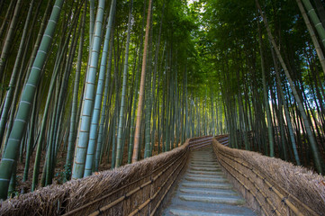  京都の竹林