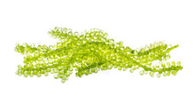 Grapes Seaweed Or Green Caviar Isolated On White Background