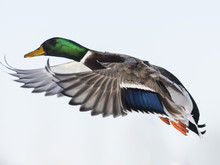 Mallard Ducks In Flight In The Winter