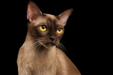 Closeup Portrait Of Gorgeous Burmese Cat With Yellow Eyes On Isolated Black Background
