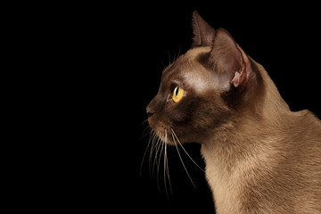 Wall Mural - Close-up Portrait of gorgeous burmese cat with yellow eyes on isolated black background, profile view