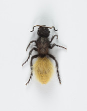 Velvet Ant Female White