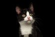 Close-up portrait of Black with white kitty dreams looking up isolated background, front view
