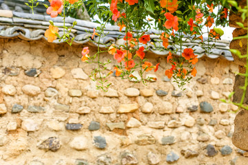 Sticker - Chinese trumpet creeper is a classic beauty