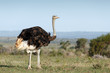 © charissalotter - Female Ostrich standing straight