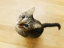 Tabby Cat Sitting And Looking Up On Wooden Floor