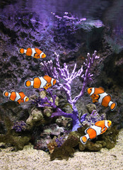 Canvas Print - Sea corals and clown fish