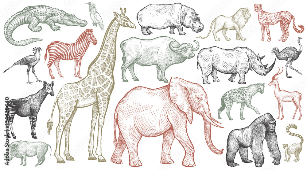 Engraving of African animals. - obrazy, fototapety, plakaty 