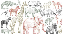 Engraving Of African Animals.