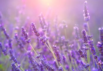 Lavender field at sunset. Provence, France