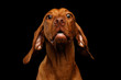 Close-up Portrait of Surprised Hungarian Vizsla Dog with Big Eyes Amazement looking in camera on isolated black background, front view
