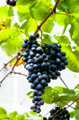 the black grape on grape tree waiting for some body pick to eat.