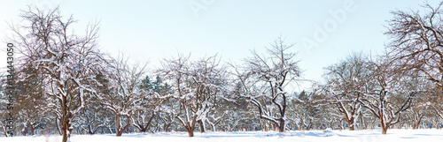 Plakat Panorama śnieżny jabłczany sad w zimie