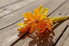 Yellow Gardenia Flower (Gardenia Carinata Wallich) On Wooden Des