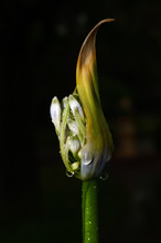 Agapanthus About To Bloom In My Front Yard.