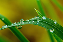 Grops Of Dew On Grass