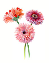 Bouquet Gerberas. Watercolor Sketch. Isolated On White Background