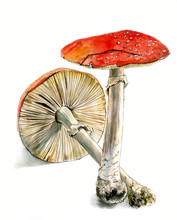 Two Fly Agaric, A Poisonous Mushroom, Hand Drawn Watercolor Sketch, Isolated