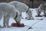 Fototapeta Psy - jedzące szczeniaki husky