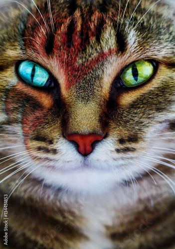 Fotografie, Obraz A creative portrait of a cat with a lightning bolt painted on its face