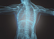 Corpo umano con radiografia spina dorsale e scheletro