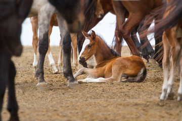 Foal rest in herd