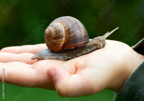 Zdjęcie XXL Duży ślimak na dłoni