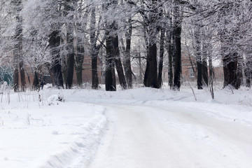  winter forest with a footpath and houses