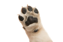 Puppy Paw Isolated