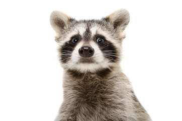 Wall Mural - portrait of a funny raccoon