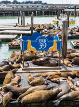 Pier 39 Seal Platforms